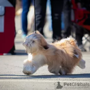 Additional photos: Lhasa apso puppies