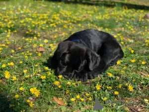 Photo №1. cane corso - for sale in the city of Lalinac | 800$ | Announcement № 111732