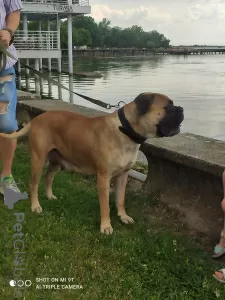 Photo №1. bullmastiff - for sale in the city of Subotica | 528$ | Announcement № 105253