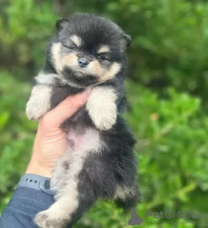 Photo №2 to announcement № 117288 for the sale of pomeranian - buy in Serbia 