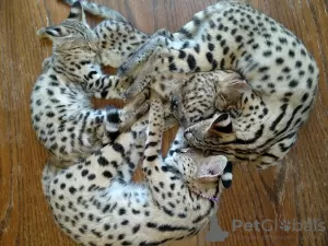 Photo №3. Indoor train savannah f1 cat for sale and africa serval kitten for adoption. United States