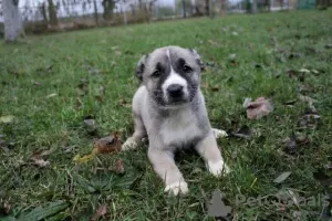 Additional photos: Turkish Kangal puppies