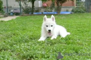 Additional photos: Siberian Husky puppy dog