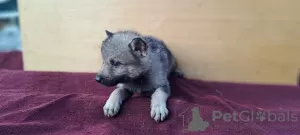 Additional photos: Czechoslovakian Wolfdog puppies