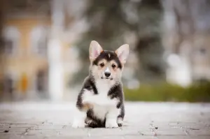 Photo №3. Chic Welsh Corgi Pembroke Puppies. Ukraine