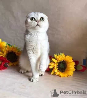 Photo №3. Scottish Fold kittens for sale. Russian Federation