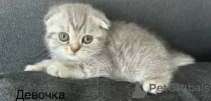 Photo №1. scottish fold - for sale in the city of Daugavpils | negotiated | Announcement № 114538