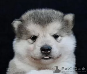 Additional photos: Alaskan Malamute puppies