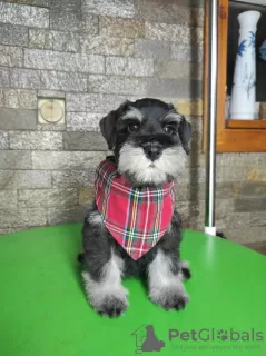 Photo №4. I will sell schnauzer in the city of Leskovac. breeder - price - negotiated