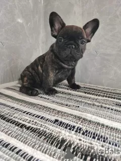 Photo №1. french bulldog - for sale in the city of Sremska Mitrovica | negotiated | Announcement № 98492