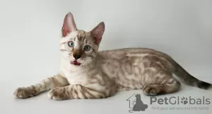 Photo №1. bengal cat - for sale in the city of Borispol | 800$ | Announcement № 12092