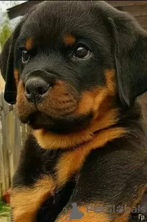 Photo №1. rottweiler - for sale in the city of Rezekne | 740$ | Announcement № 106586