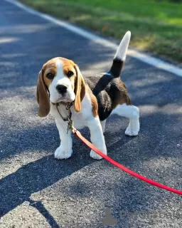 Additional photos: Beagle puppies.