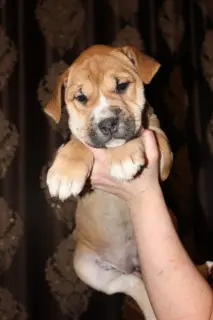 Photo №3. Puppies of rare breed Ca de bou. Russian Federation