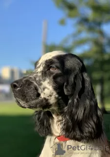 Photo №1. english springer spaniel - for sale in the city of St. Petersburg | negotiated | Announcement № 18772