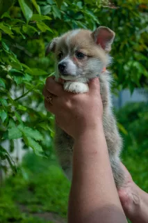 Photo №4. I will sell welsh corgi in the city of Donetsk. breeder - price - 869$