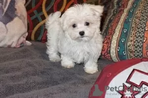 Photo №3. Healthy Teacup Maltese Puppies Looking for a Forever Home. Germany