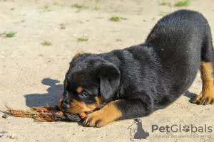 Photo №2 to announcement № 51859 for the sale of rottweiler - buy in Belarus from nursery