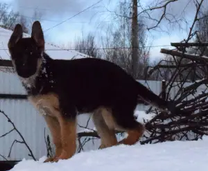 Photo №1. german shepherd - for sale in the city of Dubna | 268$ | Announcement № 4700