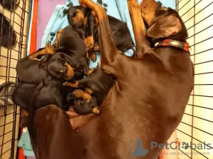 Additional photos: 5 Kc Reg Black & Tan Dobermanns