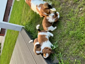 Photo №3. Nederlandse Kooikerhondje. Poland