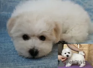 Additional photos: Adorable Bichon Frize puppies ready to move into a new home