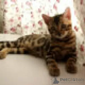 Photo №1. bengal cat - for sale in the city of Гриндельвальд | Is free | Announcement № 129206