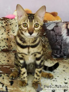 Photo №1. bengal cat - for sale in the city of Barnaul | 263$ | Announcement № 7610