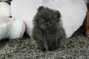 Additional photos: Rare exotic color of gorgeous Pomeranian boys