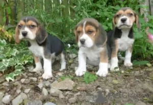 Photo №1. beagle - for sale in the city of Tübingen | Is free | Announcement № 130204