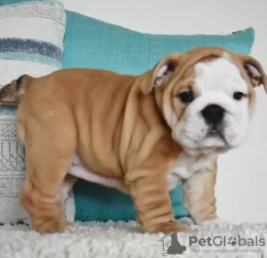 Photo №2 to announcement № 95704 for the sale of english bulldog - buy in Germany private announcement