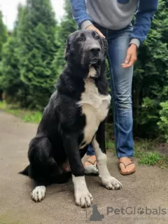 Photo №1. central asian shepherd dog - for sale in the city of Оттава | 900$ | Announcement № 23071