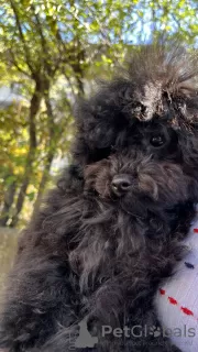 Photo №3. Autumn Beautiful Black Poodle Mom and Dad prevezina from China... Italy