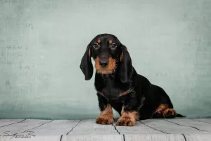 Additional photos: Wirehaired dachshund's puppies