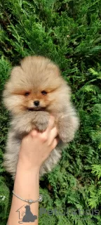 Photo №3. Pomeranian purebred BOO puppies. Bosnia and Herzegovina