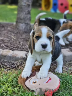 Additional photos: Beagle puppies for adoption