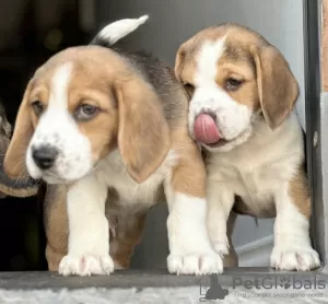 Additional photos: Beagle puppies