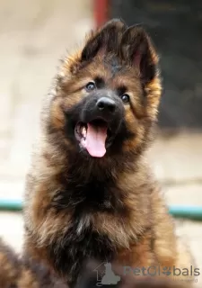 Photo №4. I will sell german shepherd in the city of Сан-Мигел. private announcement, breeder - price - 634$