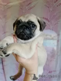 Photo №2 to announcement № 11414 for the sale of pug - buy in Russian Federation private announcement, breeder