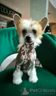 Additional photos: Chinese crested dog