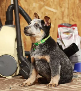 Additional photos: Australian Healer Puppies