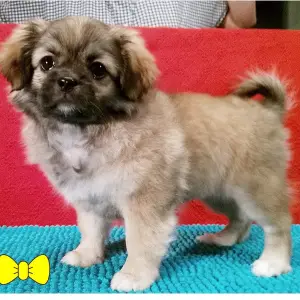 Photo №1. tibetan spaniel - for sale in the city of Москва | 600$ | Announcement № 1548