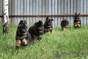 Photo №4. I will sell german shepherd in the city of Chelyabinsk. breeder - price - 651$