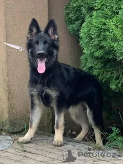 Photo №4. I will sell german shepherd in the city of Oświęcim. private announcement, breeder - price - negotiated