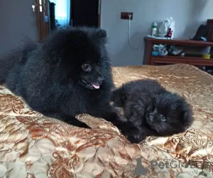 Additional photos: German Spitz. 2 boys