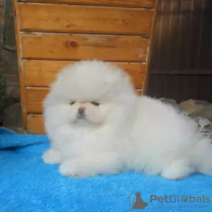 Photo №2 to announcement № 111941 for the sale of pomeranian - buy in Finland private announcement