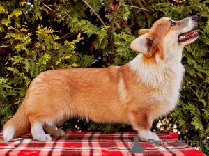 Additional photos: Welsh Corgi Pembroke puppy