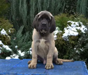 Photo №1. english mastiff - for sale in the city of Zaporizhia | Negotiated | Announcement № 4205