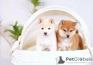 Photo №1. shiba inu - for sale in the city of Zlín | 350$ | Announcement № 125723