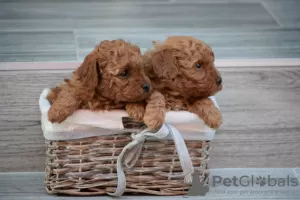 Photo №2 to announcement № 94207 for the sale of poodle (toy) - buy in Serbia 